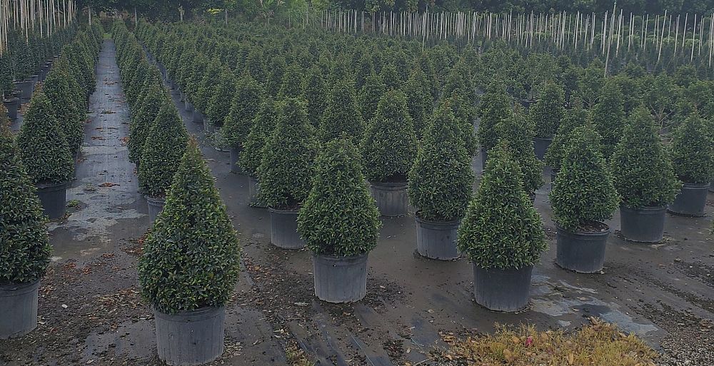 eugenia-globulus-topiary-cone-syzygium-paniculatum-globulus