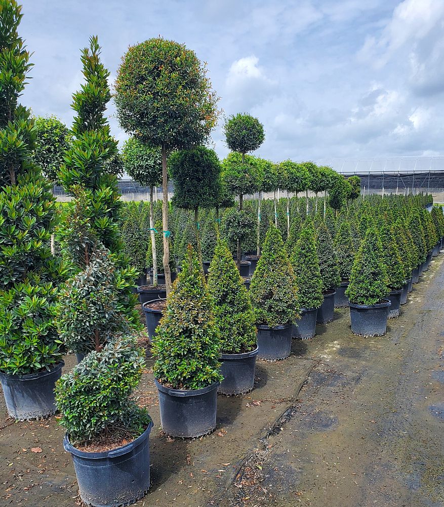 eugenia-globulus-topiary-cone-syzygium-paniculatum-globulus