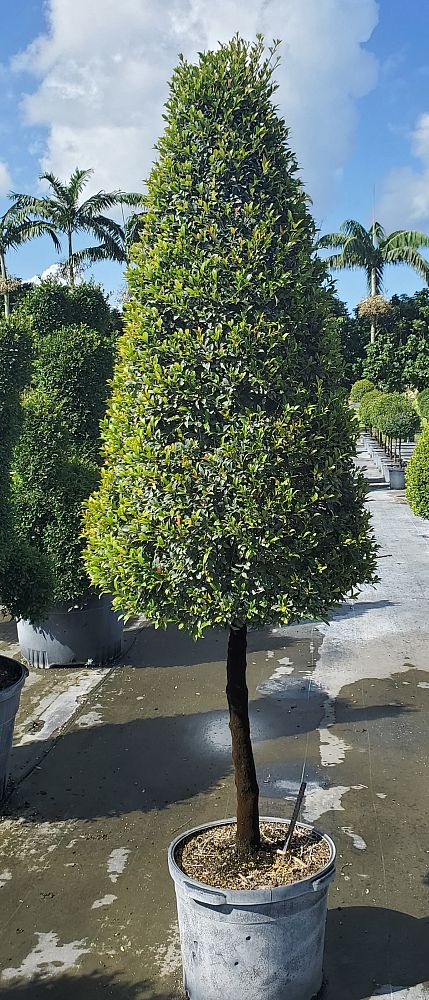 eugenia-globulus-topiary-cone-syzygium-paniculatum-globulus