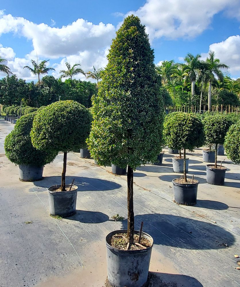 eugenia-globulus-topiary-cone-syzygium-paniculatum-globulus