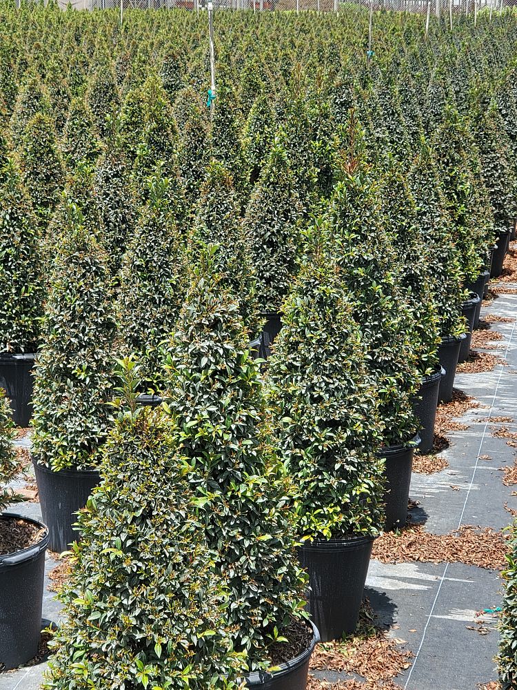 eugenia-globulus-topiary-cone-syzygium-paniculatum-globulus
