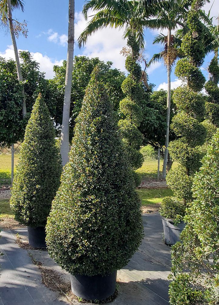 eugenia-globulus-topiary-cone-syzygium-paniculatum-globulus