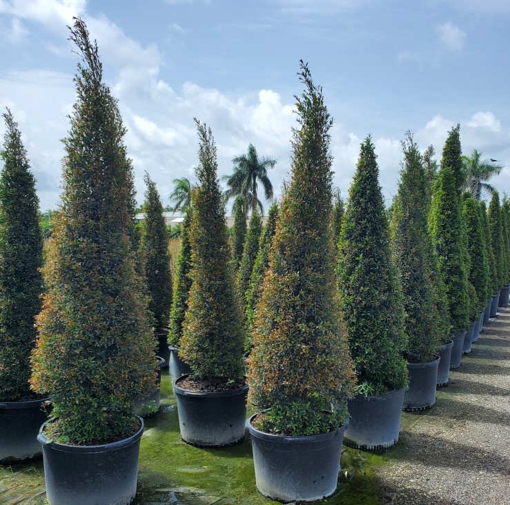 eugenia-globulus-topiary-cone-syzygium-paniculatum-globulus