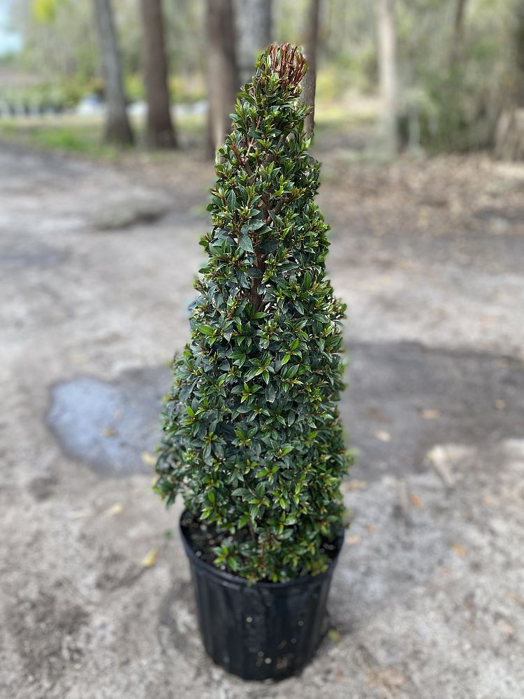 eugenia-globulus-topiary-cone-syzygium-paniculatum-globulus