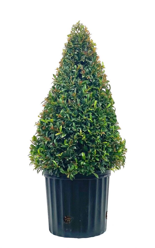 eugenia-globulus-topiary-cone-syzygium-paniculatum-globulus