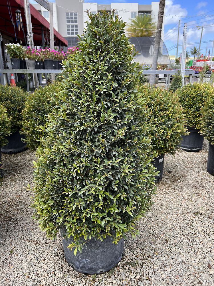 eugenia-globulus-topiary-cone-syzygium-paniculatum-globulus
