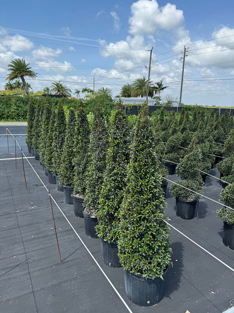 eugenia-globulus-topiary-cone-syzygium-paniculatum-globulus