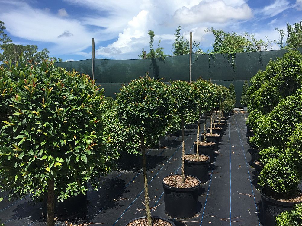 eugenia-globulus-topiary-patio-tree-syzygium-paniculatum-globulus