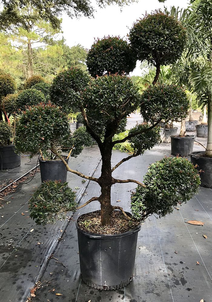 eugenia-globulus-topiary-pompom-multiball-syzygium-paniculatum-globulus