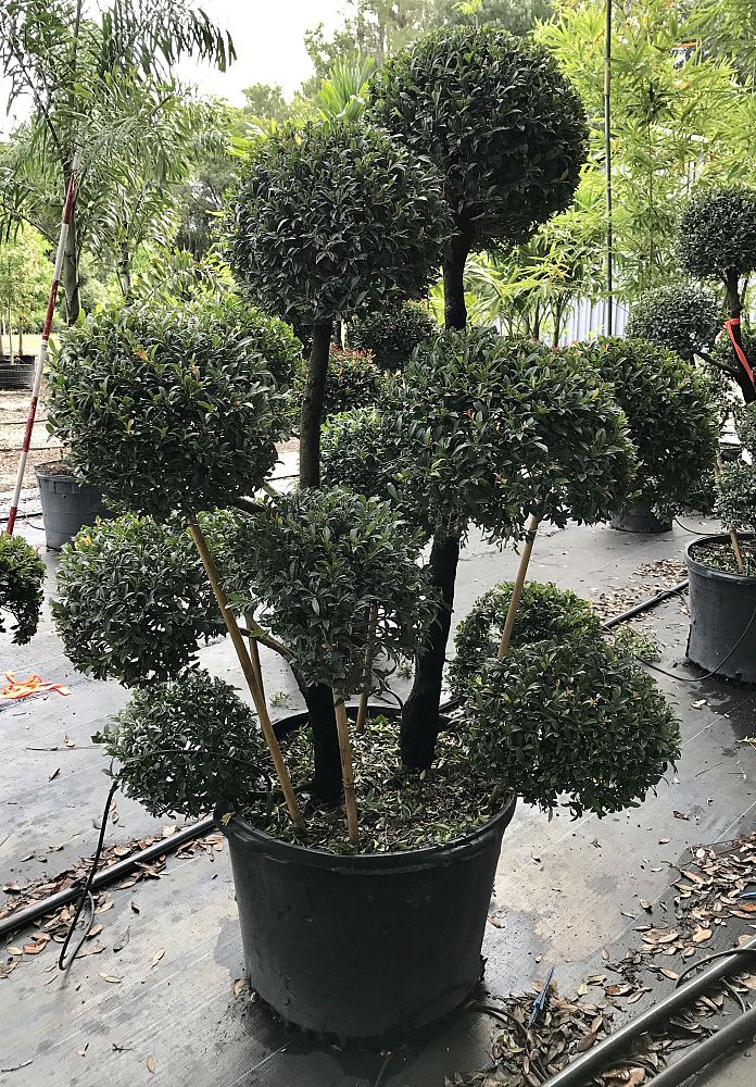 eugenia-globulus-topiary-pompom-multiball-syzygium-paniculatum-globulus