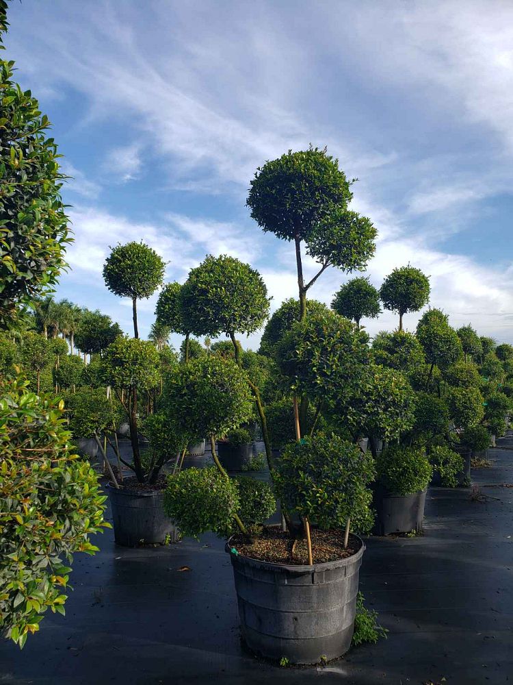 eugenia-globulus-topiary-pompom-multiball-syzygium-paniculatum-globulus
