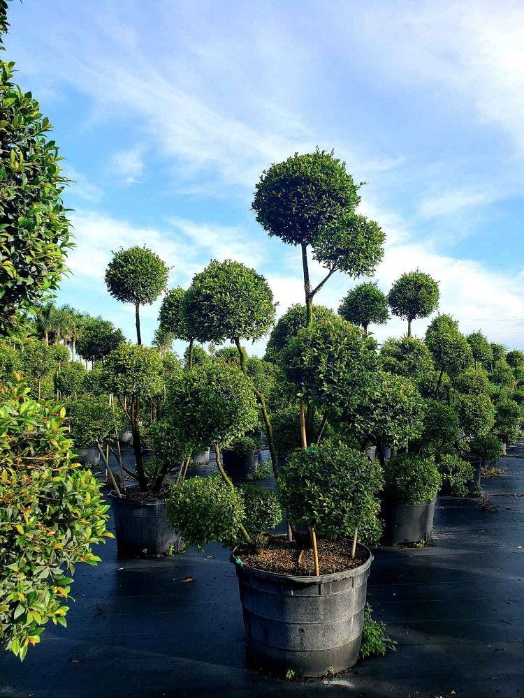 eugenia-globulus-topiary-pompom-multiball-syzygium-paniculatum-globulus