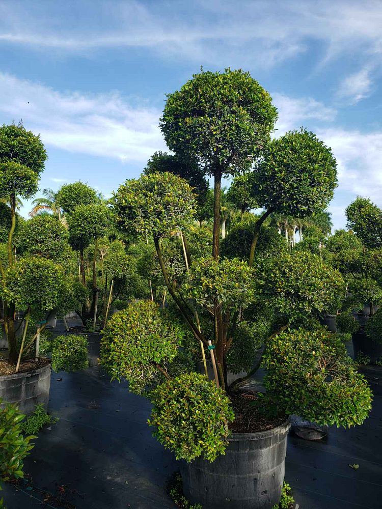eugenia-globulus-topiary-pompom-multiball-syzygium-paniculatum-globulus