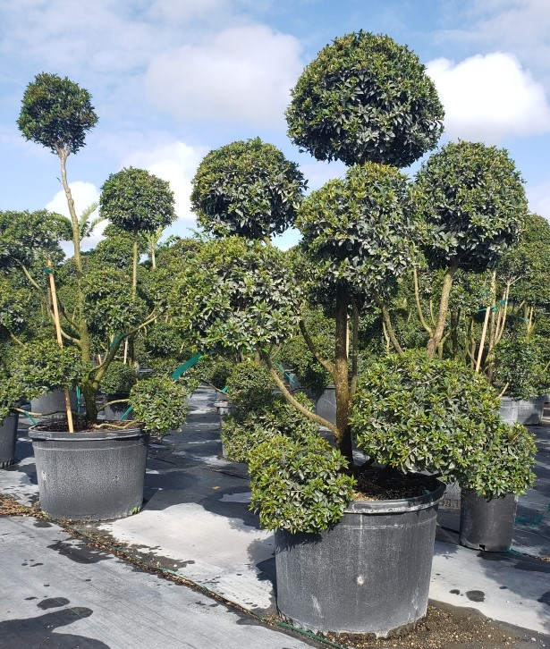 eugenia-globulus-topiary-pompom-multiball-syzygium-paniculatum-globulus
