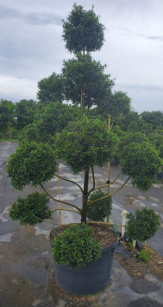 eugenia-globulus-topiary-pompom-multiball-syzygium-paniculatum-globulus