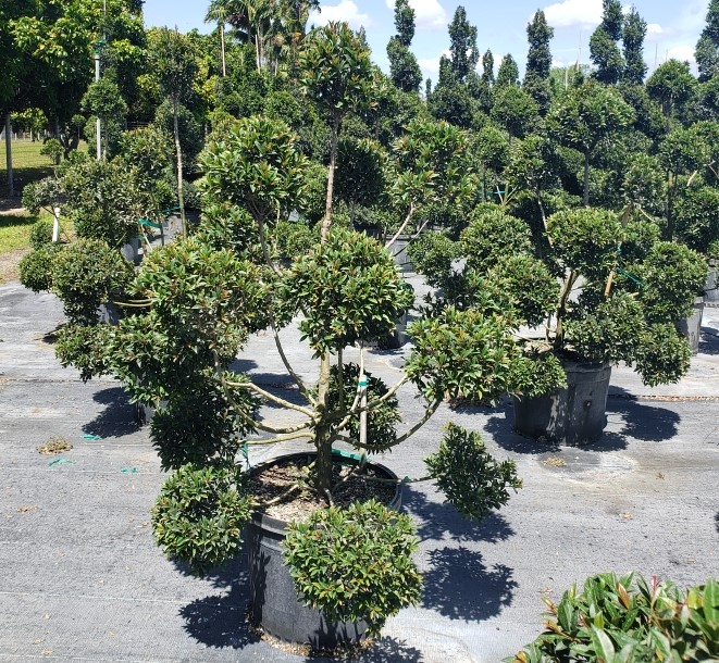 eugenia-globulus-topiary-pompom-multiball-syzygium-paniculatum-globulus