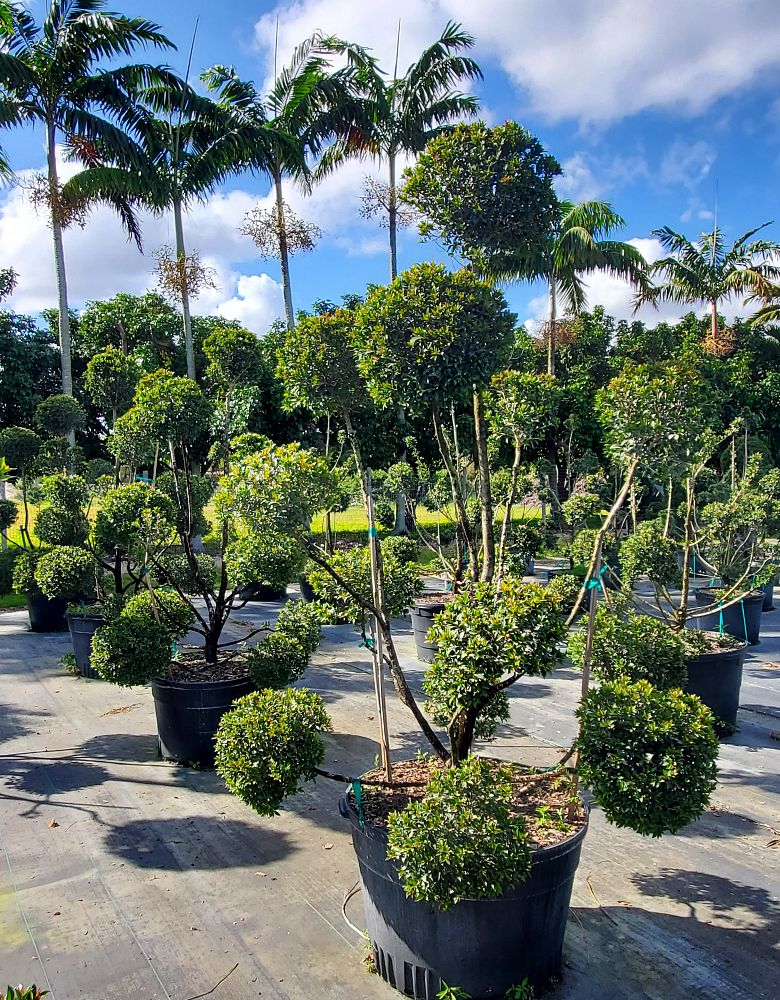 eugenia-globulus-topiary-pompom-multiball-syzygium-paniculatum-globulus