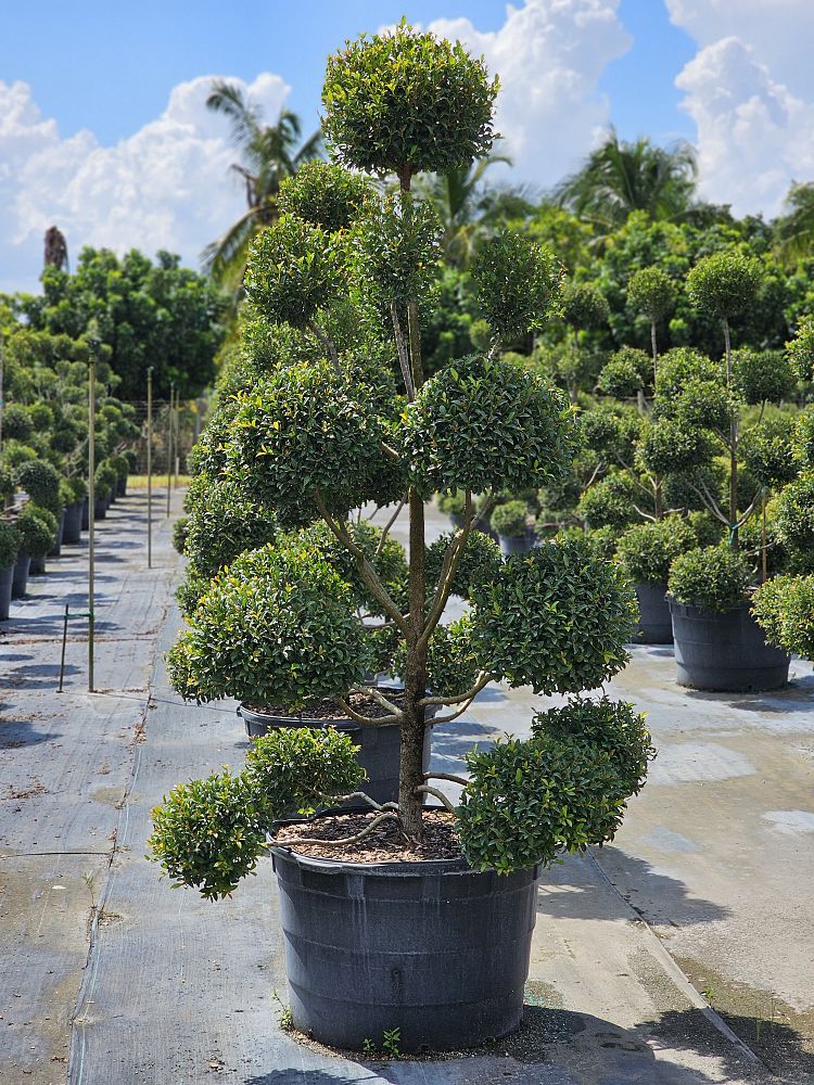 eugenia-globulus-topiary-pompom-multiball-syzygium-paniculatum-globulus