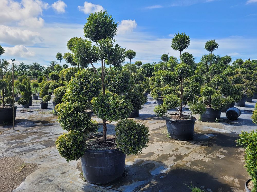 eugenia-globulus-topiary-pompom-multiball-syzygium-paniculatum-globulus