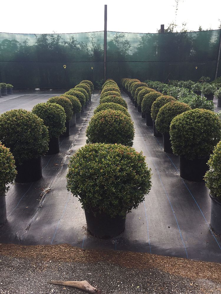 eugenia-globulus-topiary-sphere-globe-syzygium-paniculatum-globulus