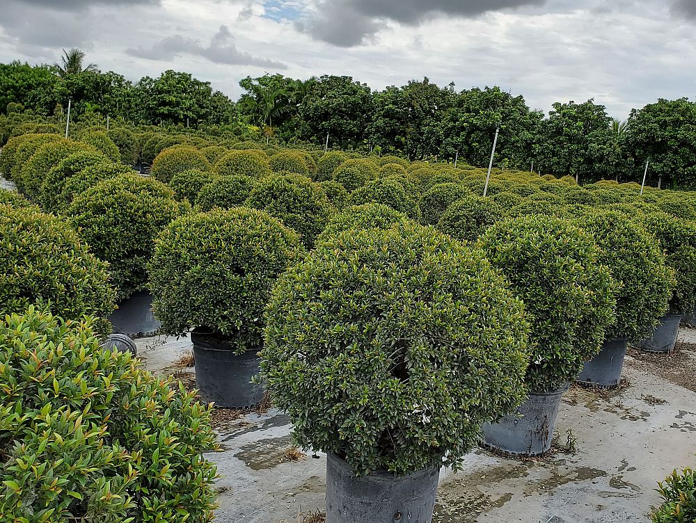 eugenia-globulus-topiary-sphere-globe-syzygium-paniculatum-globulus