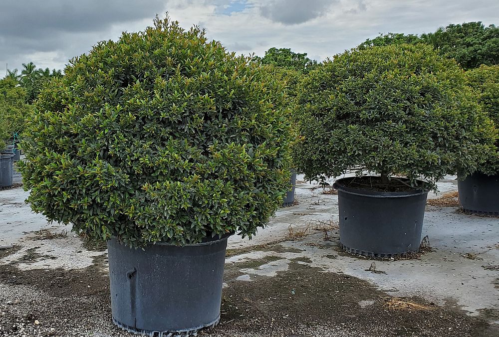 eugenia-globulus-topiary-sphere-globe-syzygium-paniculatum-globulus