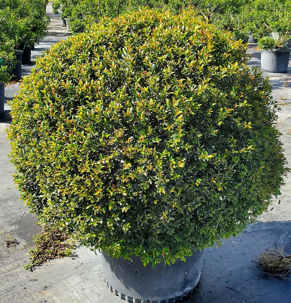 eugenia-globulus-topiary-sphere-globe-syzygium-paniculatum-globulus