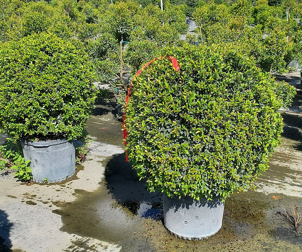 eugenia-globulus-topiary-sphere-globe-syzygium-paniculatum-globulus