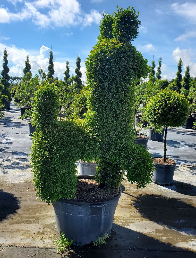 eugenia-globulus-topiary-sphere-globe-syzygium-paniculatum-globulus