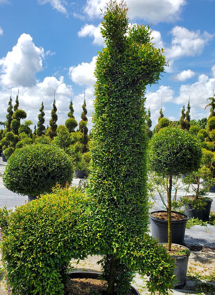 eugenia-globulus-topiary-sphere-globe-syzygium-paniculatum-globulus