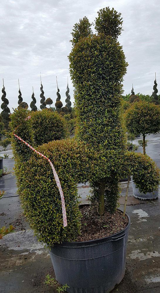 eugenia-globulus-topiary-sphere-globe-syzygium-paniculatum-globulus
