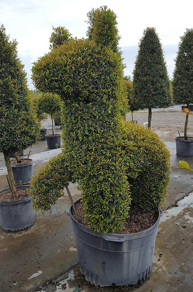 eugenia-globulus-topiary-sphere-globe-syzygium-paniculatum-globulus