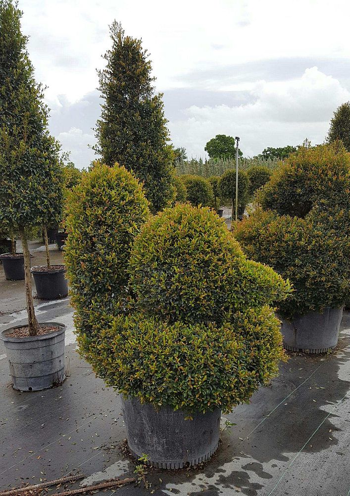 eugenia-globulus-topiary-sphere-globe-syzygium-paniculatum-globulus
