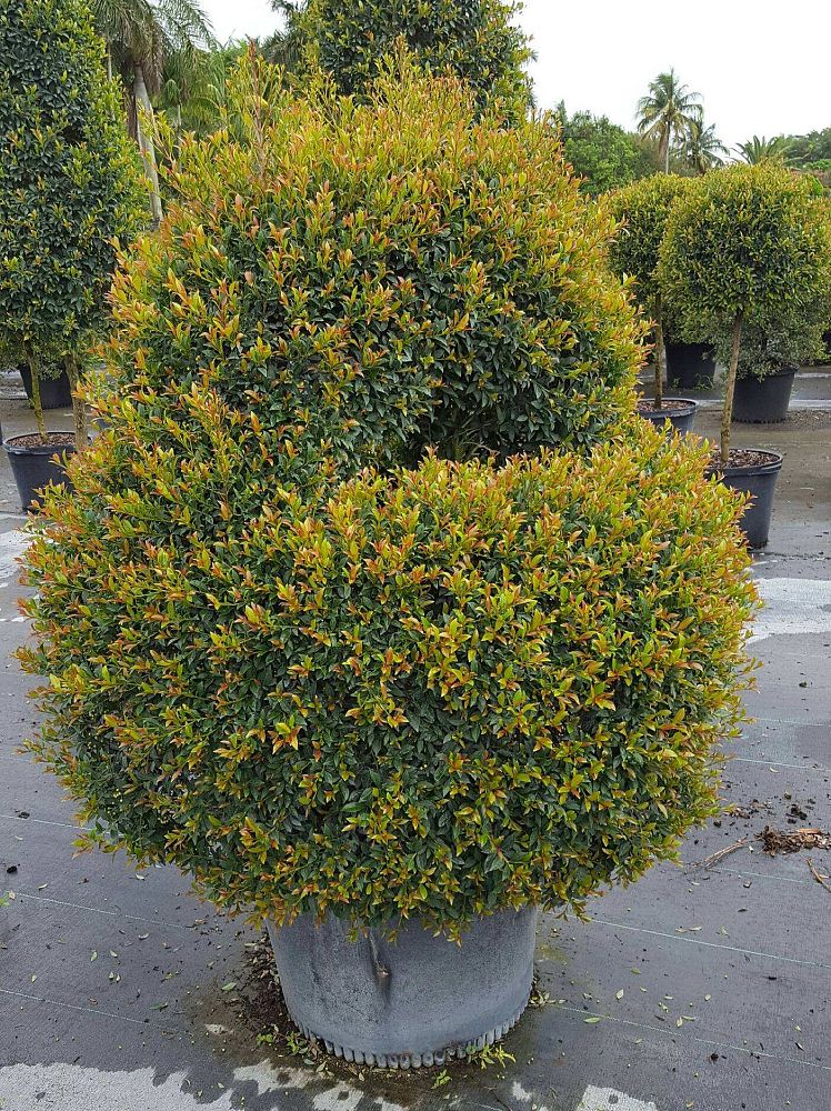 eugenia-globulus-topiary-sphere-globe-syzygium-paniculatum-globulus