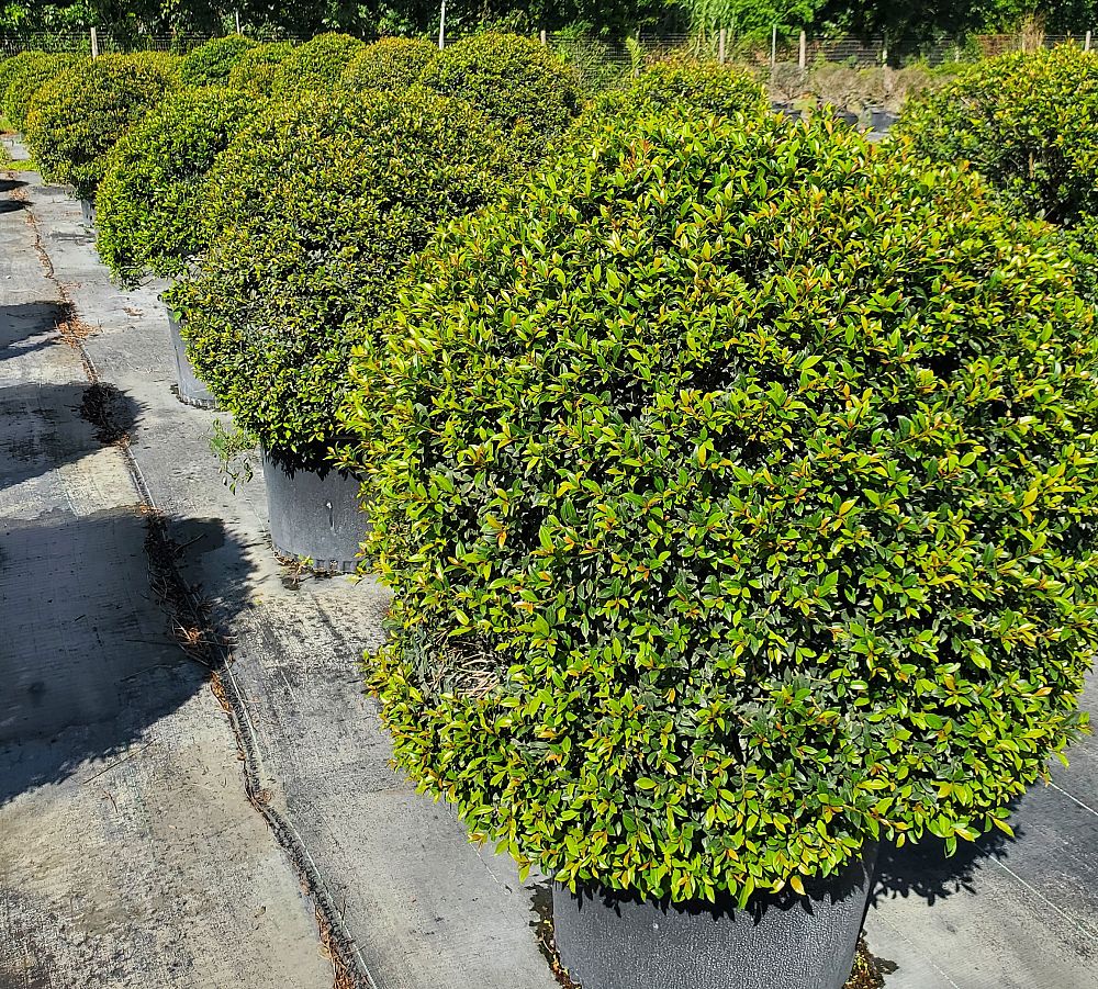 eugenia-globulus-topiary-sphere-globe-syzygium-paniculatum-globulus