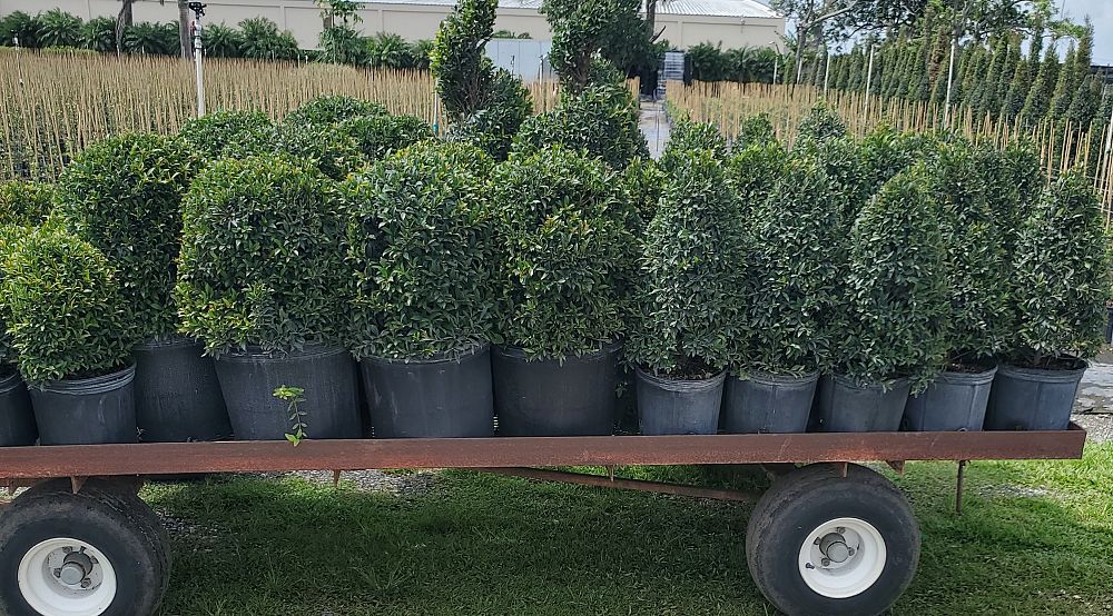 eugenia-globulus-topiary-sphere-globe-syzygium-paniculatum-globulus