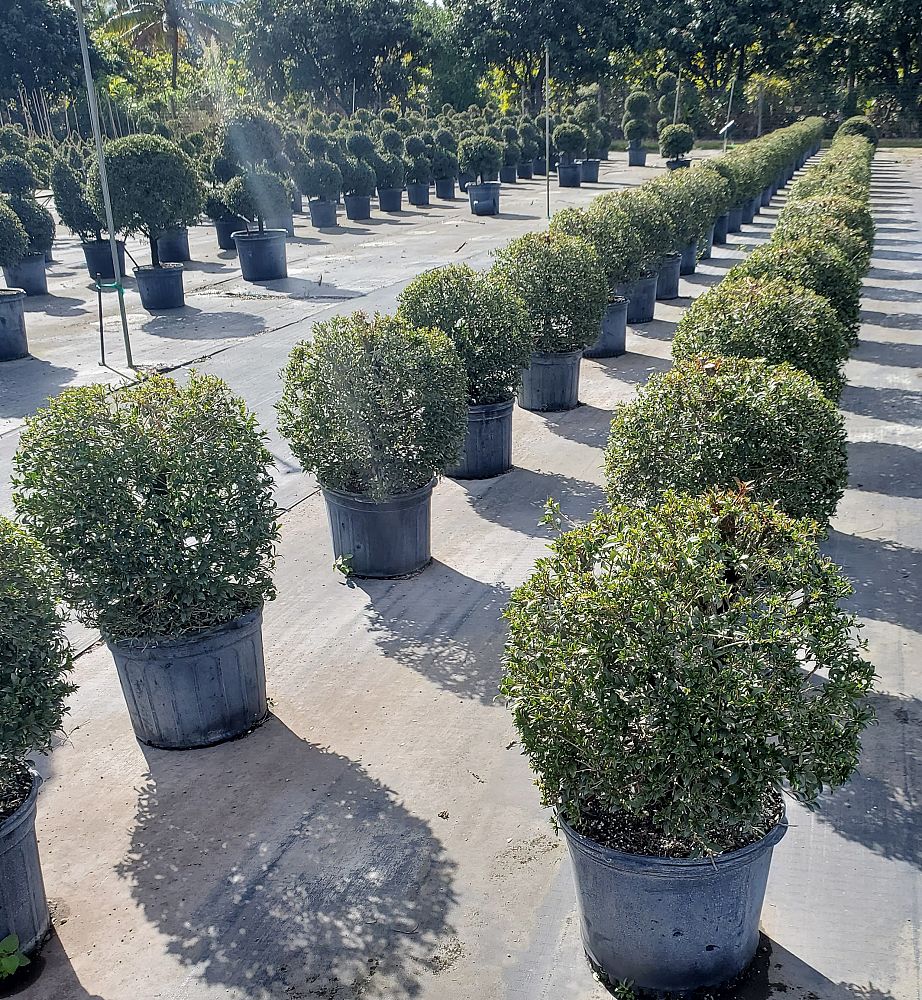 eugenia-globulus-topiary-sphere-globe-syzygium-paniculatum-globulus