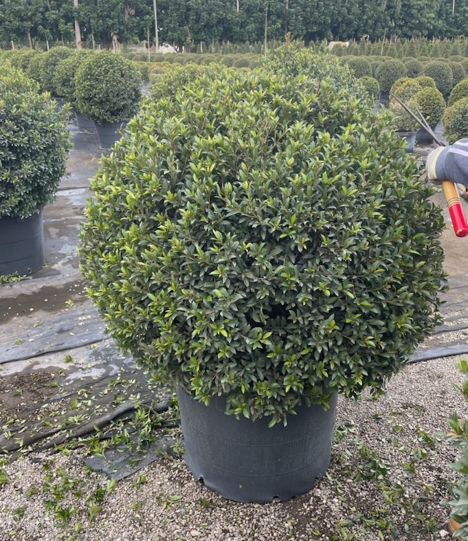 eugenia-globulus-topiary-sphere-globe-syzygium-paniculatum-globulus