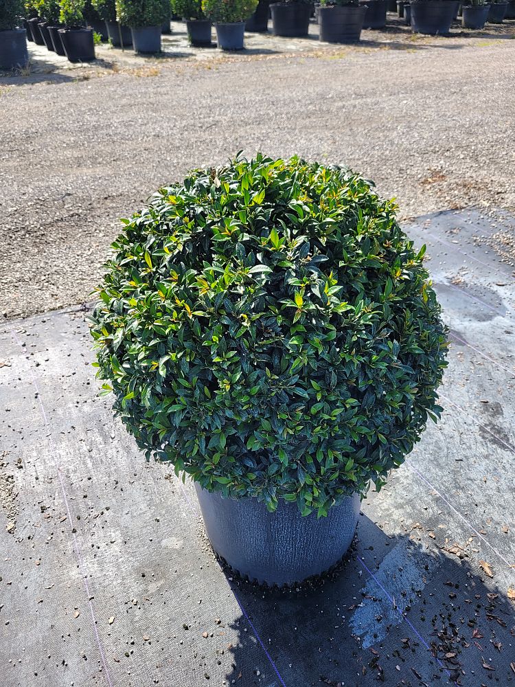 eugenia-globulus-topiary-sphere-globe-syzygium-paniculatum-globulus