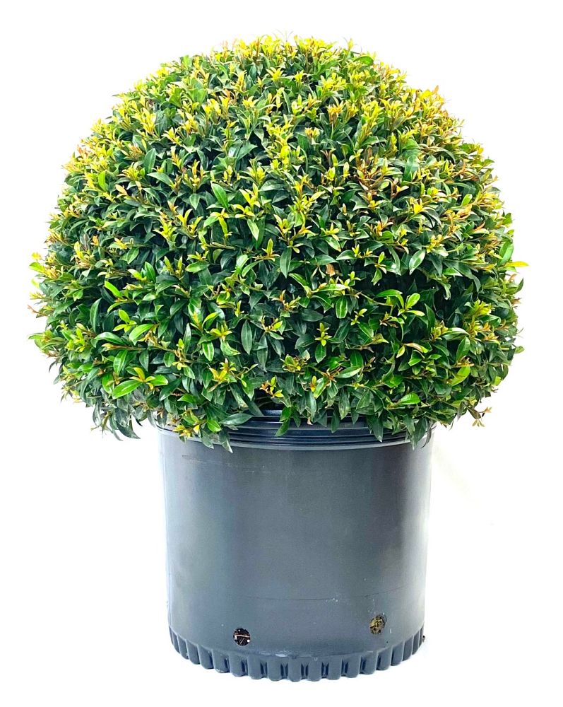 eugenia-globulus-topiary-sphere-globe-syzygium-paniculatum-globulus