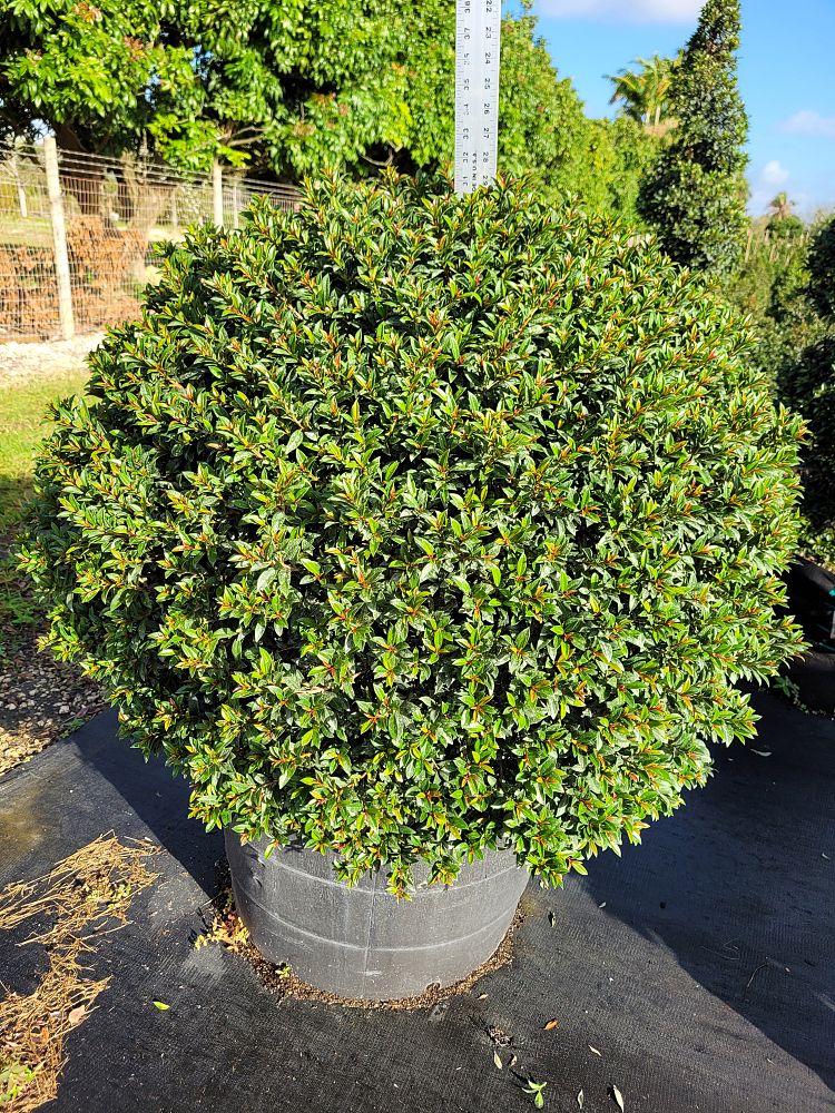 eugenia-globulus-topiary-sphere-globe-syzygium-paniculatum-globulus