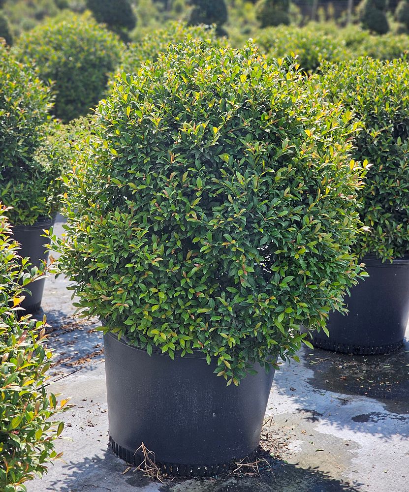 eugenia-globulus-topiary-sphere-globe-syzygium-paniculatum-globulus