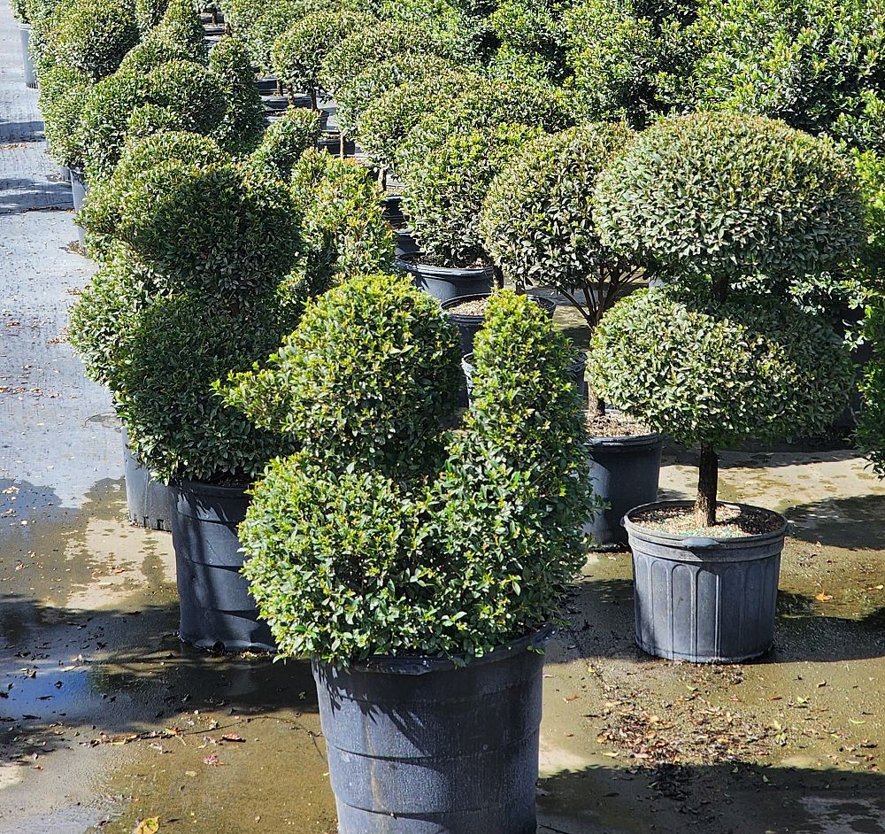 eugenia-globulus-topiary-sphere-globe-syzygium-paniculatum-globulus