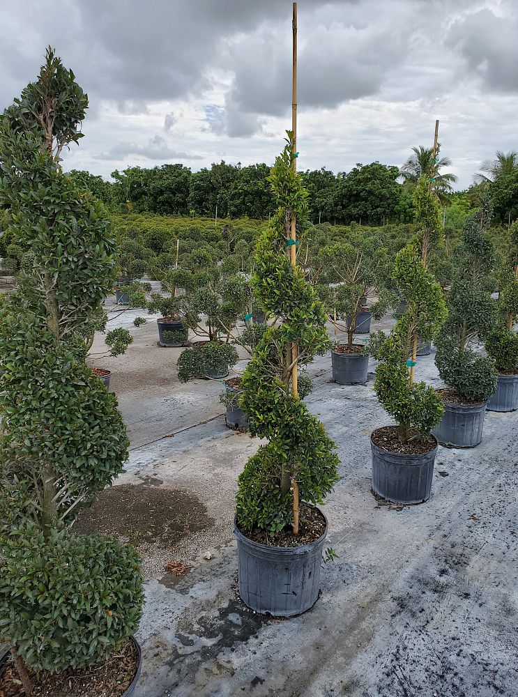 eugenia-globulus-topiary-spiral-syzygium-paniculatum-globulus