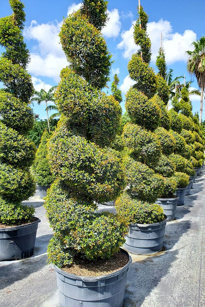 eugenia-globulus-topiary-spiral-syzygium-paniculatum-globulus