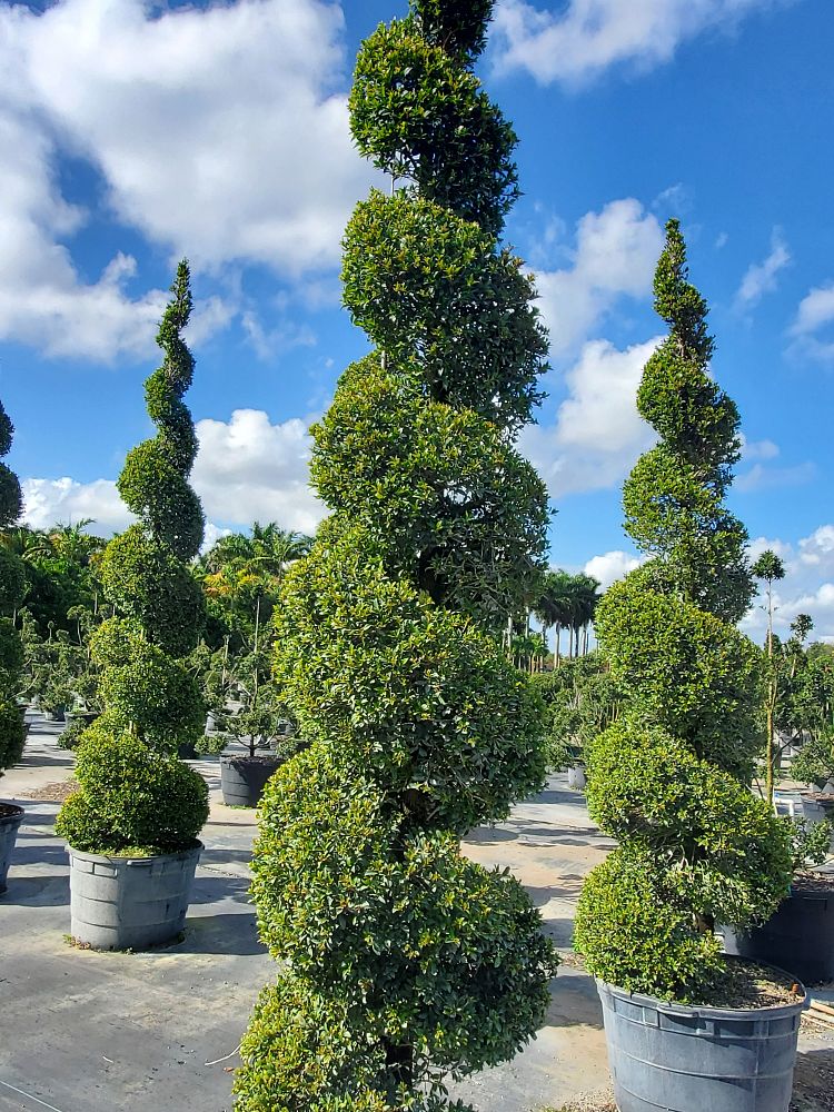 eugenia-globulus-topiary-spiral-syzygium-paniculatum-globulus