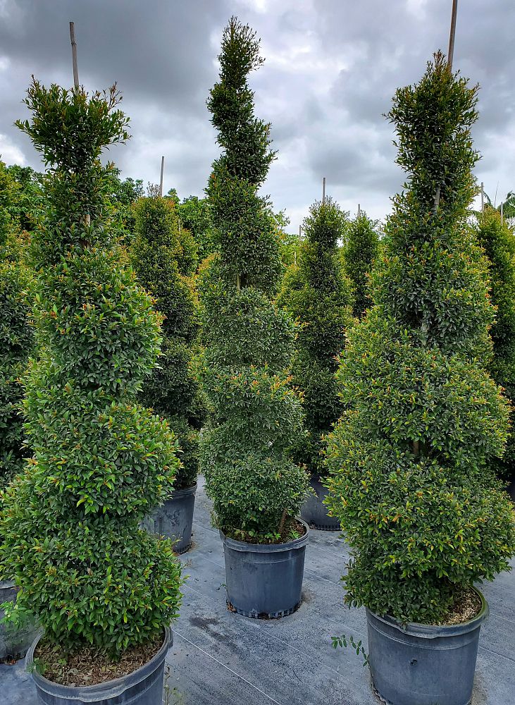 eugenia-globulus-topiary-spiral-syzygium-paniculatum-globulus