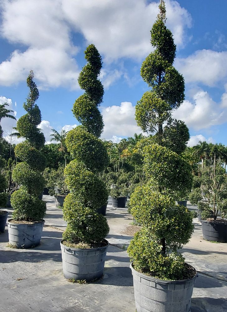 eugenia-globulus-topiary-spiral-syzygium-paniculatum-globulus