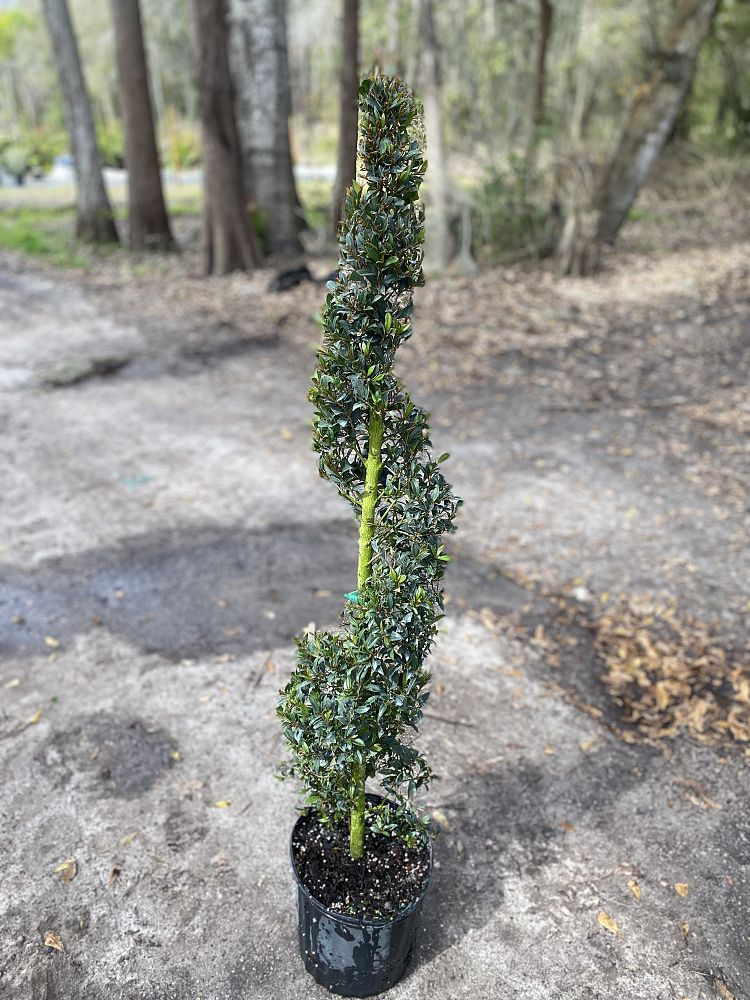 eugenia-globulus-topiary-spiral-syzygium-paniculatum-globulus