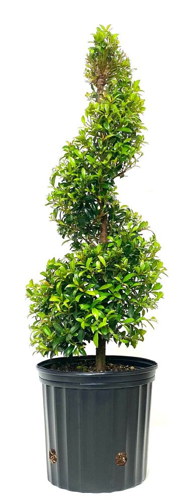 eugenia-globulus-topiary-spiral-syzygium-paniculatum-globulus